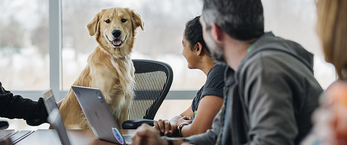 MEIs são responsáveis por 78% do número de negócios voltados ao mercado pet